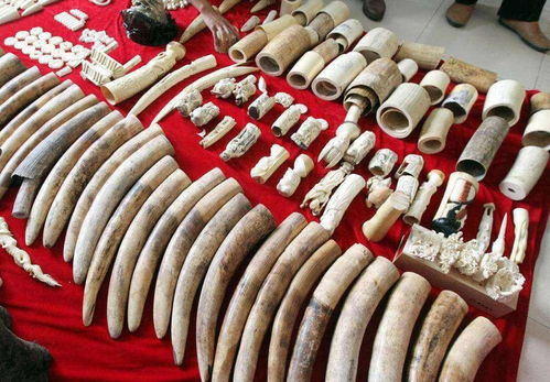 中國大媽在非洲走私狂賺4000萬,被判15年,耿爽回應(yīng) 絕不袒護(hù)